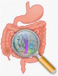 healthy gut